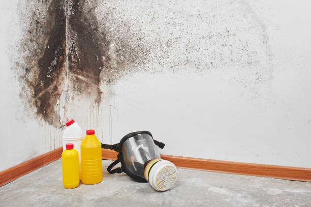 Best Residential Mold Removal  in New Martinsville, WV