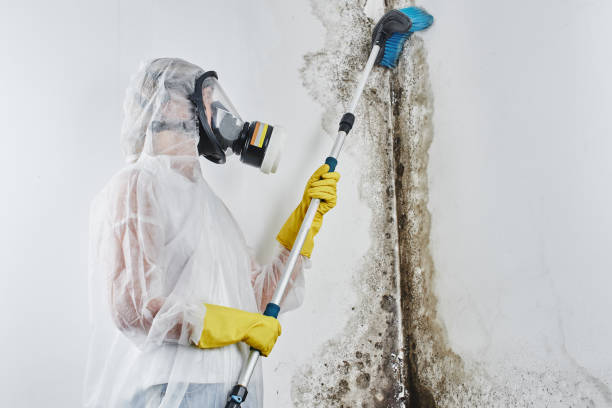 Certified Mold Removal in New Martinsville, WV