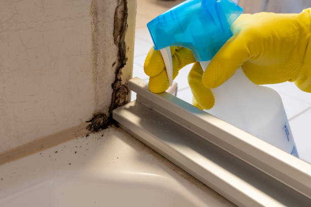 Best Certified Mold Removal  in New Martinsville, WV