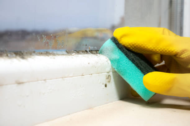 Best Mold Remediation  in New Martinsville, WV