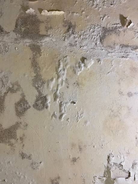 Professional Mold Removal in New Martinsville, WV