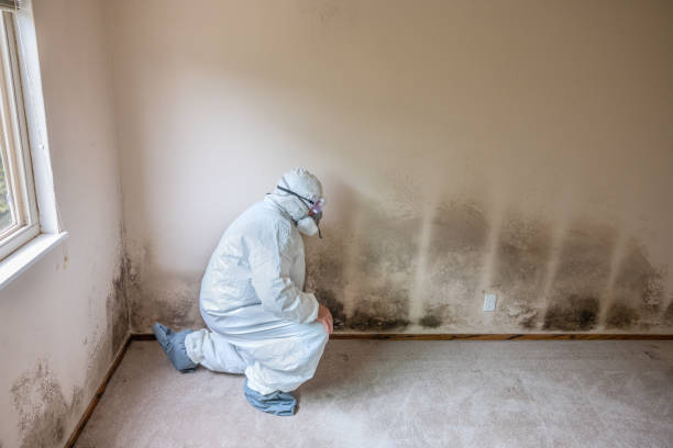 Best Mold Removal Process  in New Martinsville, WV