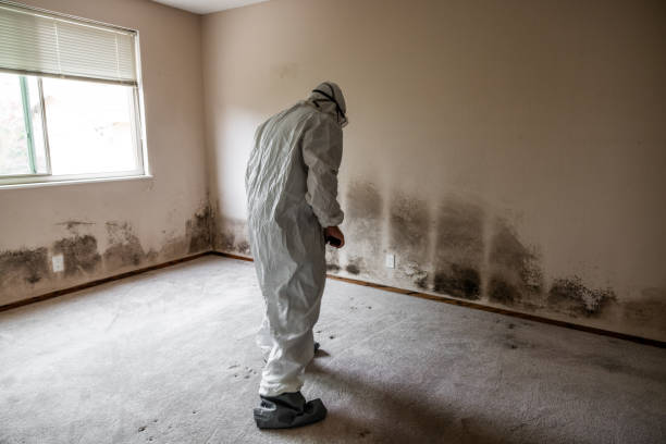 Mold Removal Process in New Martinsville, WV