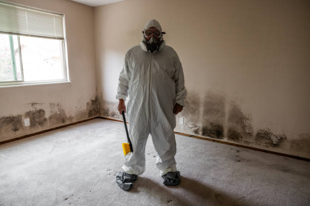 Best Residential Mold Removal  in New Martinsville, WV