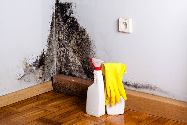 Best Local Mold Removal Service  in New Martinsville, WV