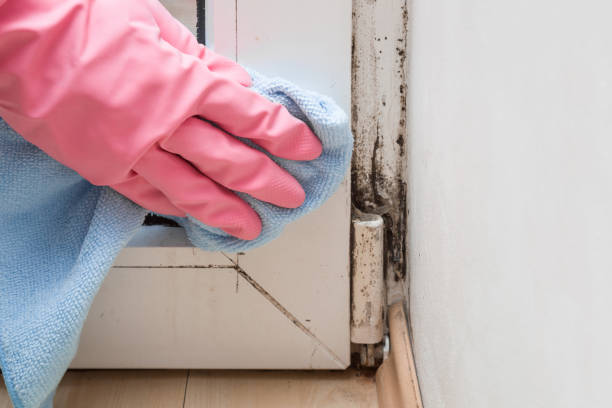 Best Home Mold Removal  in New Martinsville, WV